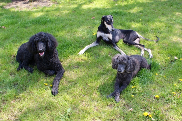Hanka, Mitraa, Evi